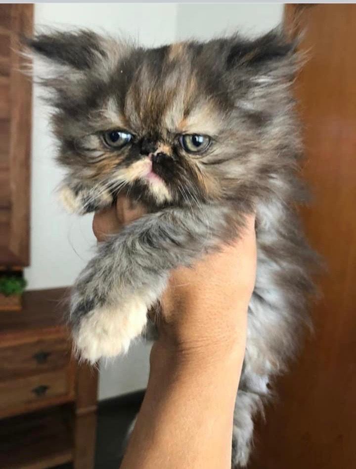 Zoe the Puffy Kitten